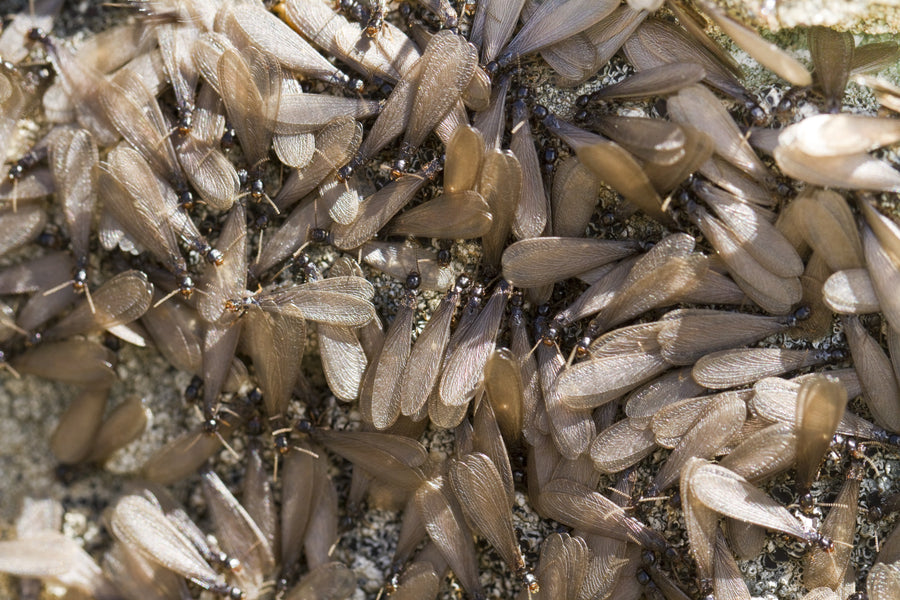 How to Control Drywood Termites