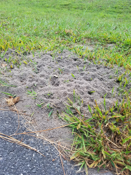 How to Control Fire Ants Using Greenbug