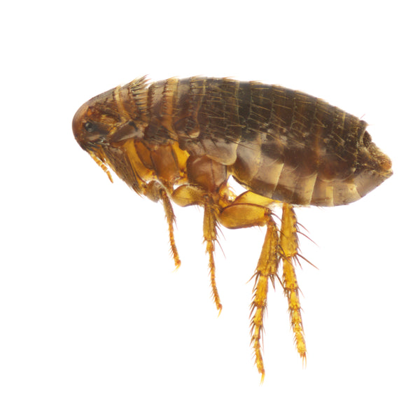 How to Control Fleas