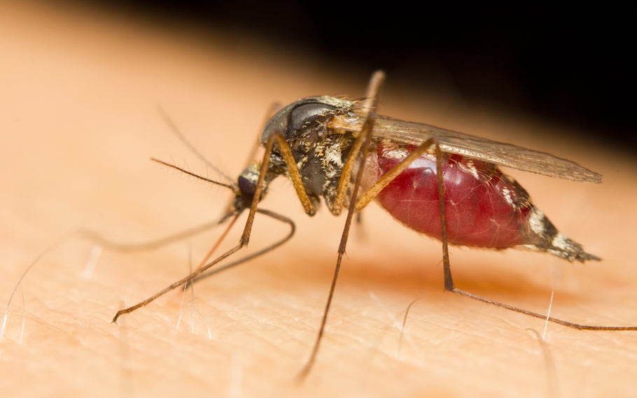 How To Keep Mosquitoes From Biting