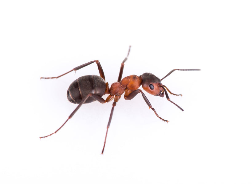 America's Number One Pest - Controlled by Greenbug